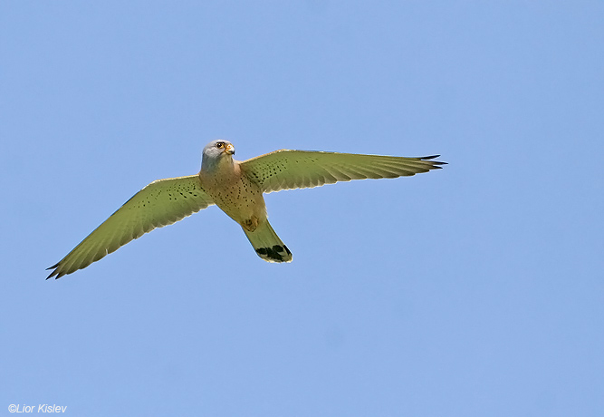    Lesser Kestrel Falco naumanni                                      , , 2009.: 